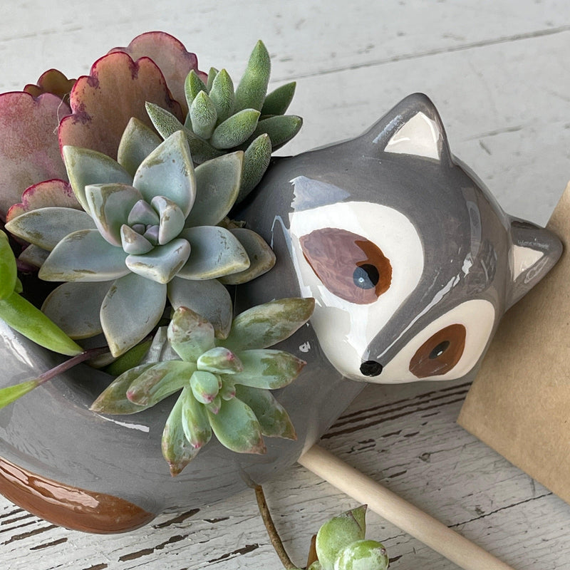 DIY Succulent Garden Kit w/ Live Cuttings & Animal Pot - Zensability