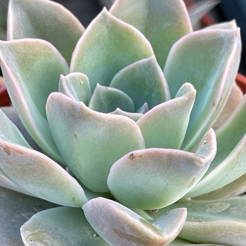 Graptoveria hybrid - 4”