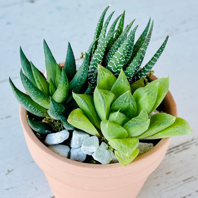 Weirdo Succulent Arrangement - 3” - Zensability