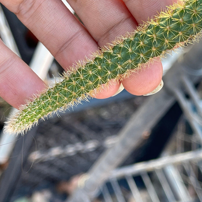 Cuttings - Aporocactus flagelliformis ‘Rattail Cactus’ (2) - Zensability