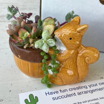 Squirrel Succulent DIY Kit w/ Pot & Live Cuttings - Zensability