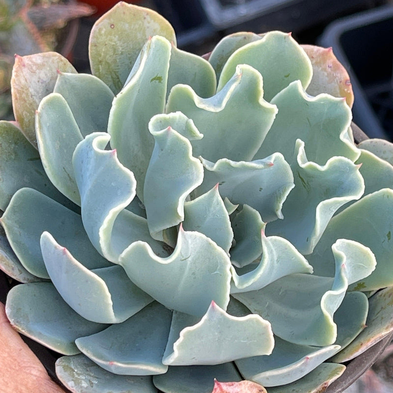 Echeveria ‘Blue Frills’ - 4” - Zensability