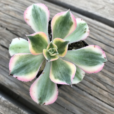 Top down of the varigated ' sunburst ' aeonium. Live succulent plant. 