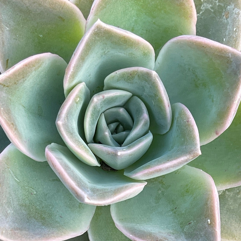 Graptoveria hybrid - 4”