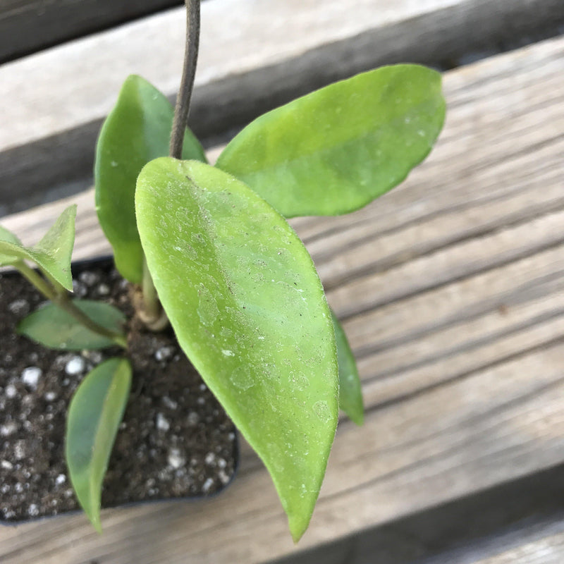 Hoya carnosa - 2.5" - Zensability