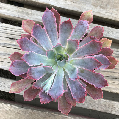 Echeveria 'Neon Breakers' ruffled colorful live rooted rosette succulent garden plant gift, 6 INCH - Zensability