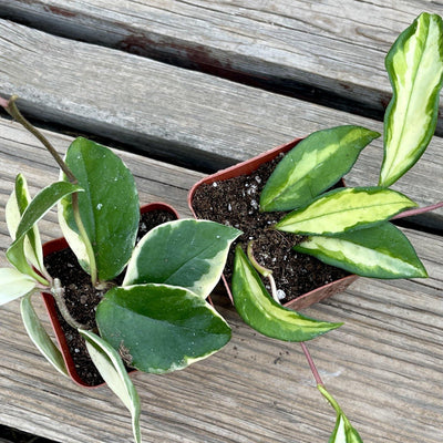 Hoya carnosa ‘Krimson’ Tropical House Plants Set (Two Types) - 2.5 INCH - Zensability