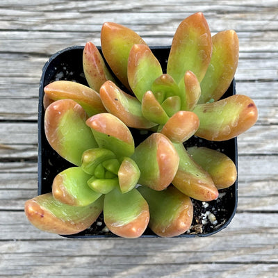 Top view of double-head Golden Sedum, a bright yellow rosette succulent plant with orange margins on the leaves. 