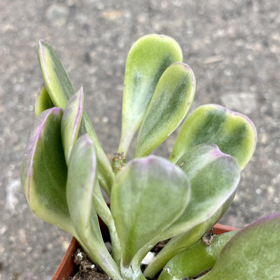 Variegated Senecio  jacobsensii 'Trailing Jade' succulent 2" - Zensability