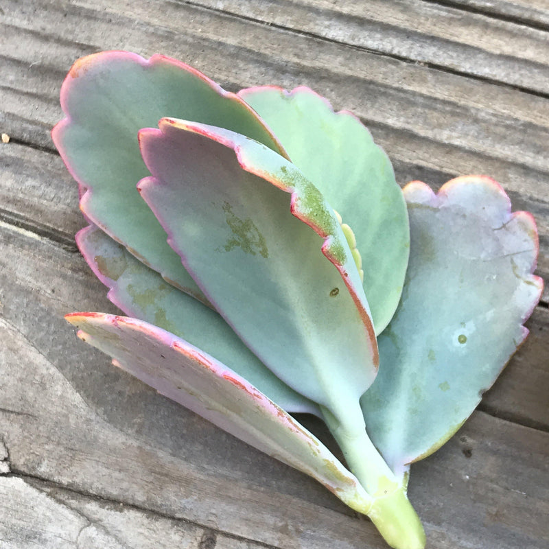 Cuttings - Kalanchoe fedtschenkoi - unrooted - Zensability