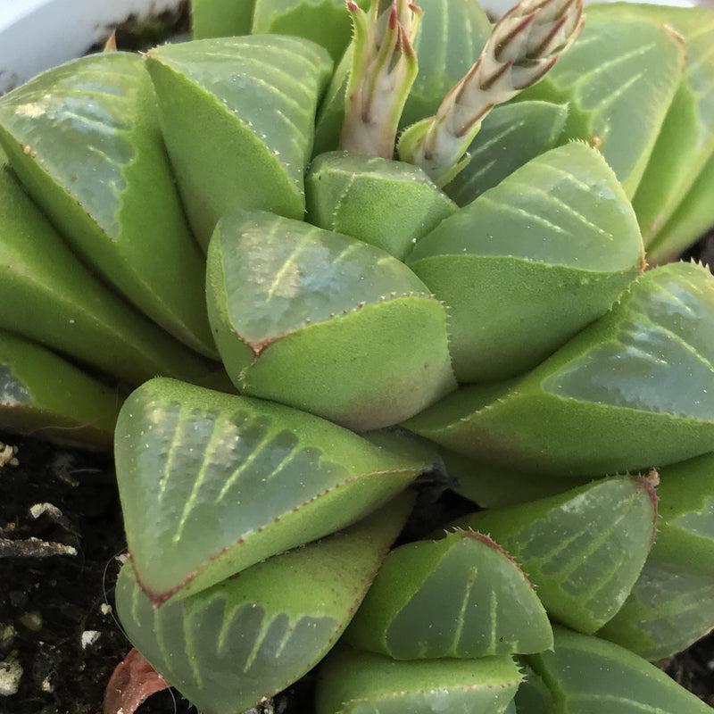 Haworthia retusa hybrid - cluster - 4” succulent plant - Zensability