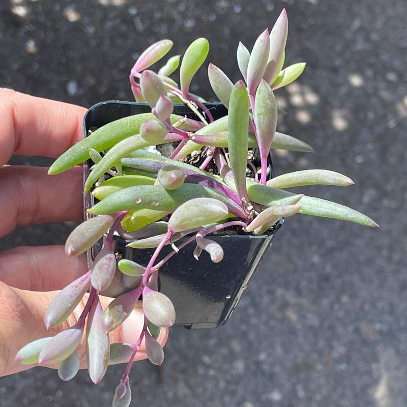 Othonna capensis ‘Ruby Necklace’ easy-care succulent plant - 2” - Zensability
