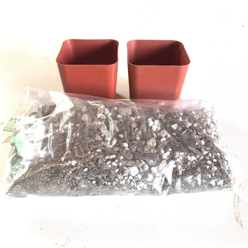 Nursery Planter Pot and Zensability Hand-mixed Soil, 2 and 4 INCH options