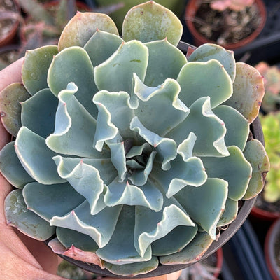 Echeveria ‘Blue Frills’ - 4” - Zensability