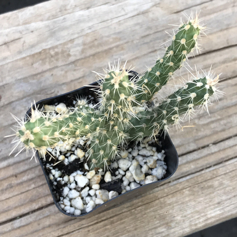 Cylindropuntia ‘Cholla Cactus’ - 2 INCH - Zensability