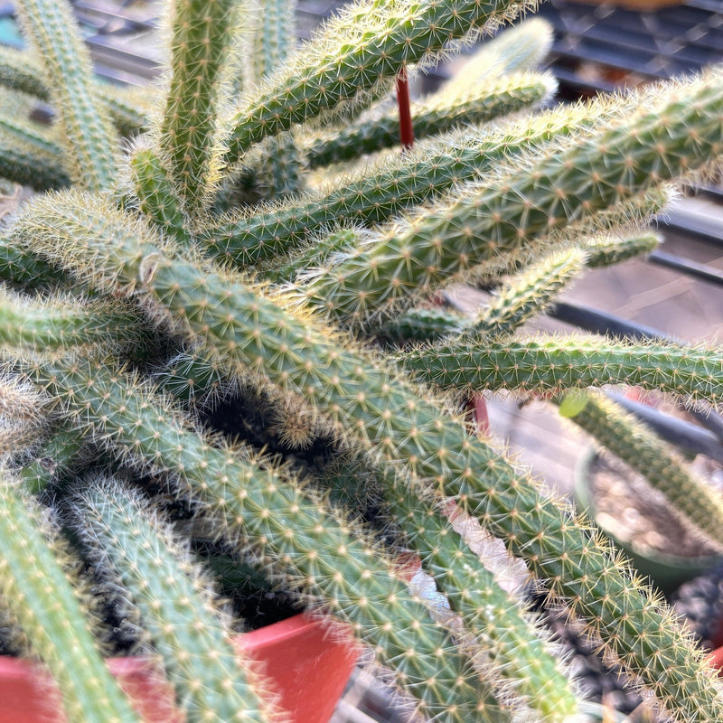 Cuttings - Aporocactus flagelliformis ‘Rattail Cactus’ (2) - Zensability
