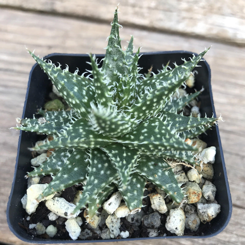 Zensability Plants, Succulents and Hoyas, Aloe Descoingsii x Aloe Haworthioides Live Small Succulent Plant, 2.5 INCH, growing in 2 inch pot, pot not included, loose rosette of green triangular leaves, leaves have spots and soft white teeth along the margins and inside center lines