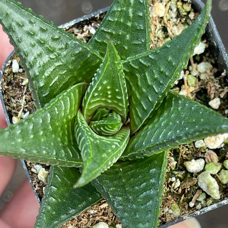 Haworthia limifolia hybrid - 2” - Zensability