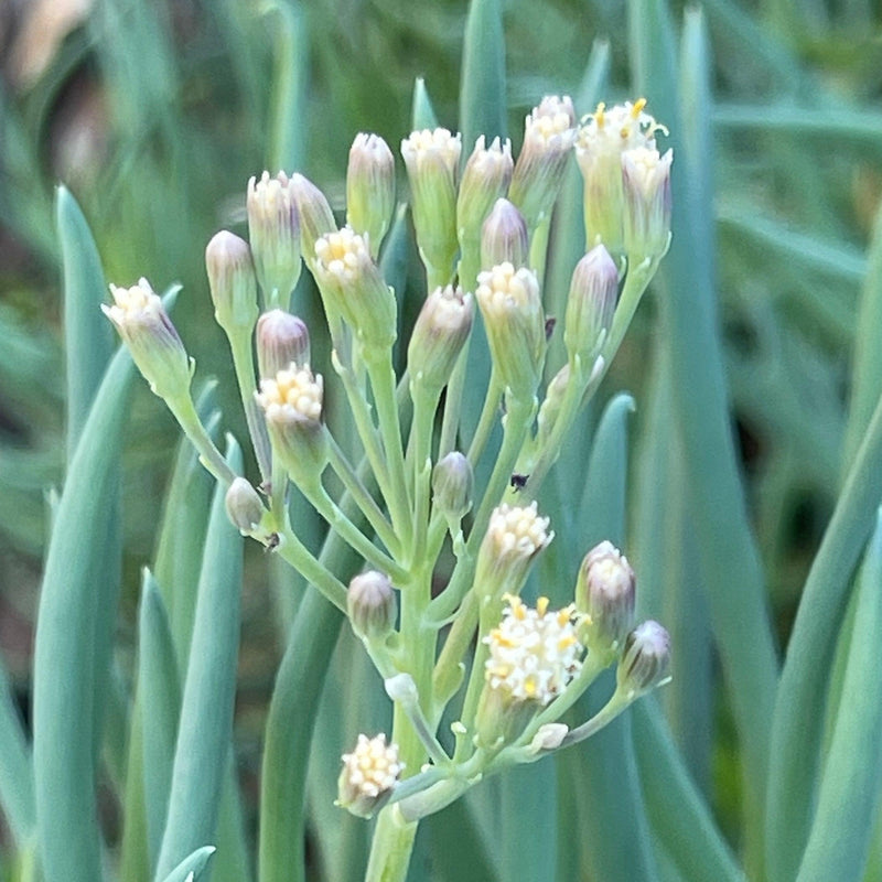 chalk succulents Senecio serpens 'Blue Chalk Fingers' - Succulent Plant