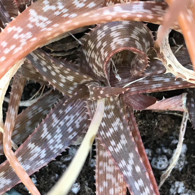 Aloe striata hybrid - cluster - 6 INCH - Zensability