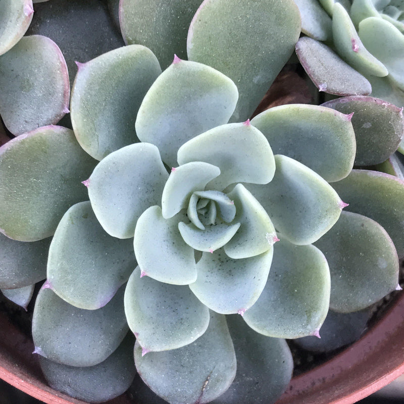 Echeveria ‘Galaxy Blue’ - cluster - 4 INCH - Zensability