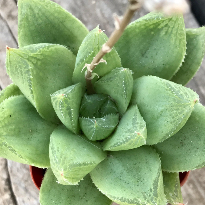 Haworthia cuspidata hybrid - 2” live succulent plant - Zensability