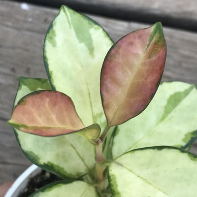 Hoya australis ‘Lisa’ - variegated - rare - 4 INCH - Zensability
