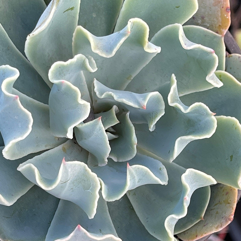 Echeveria ‘Blue Frills’ - 4” - Zensability
