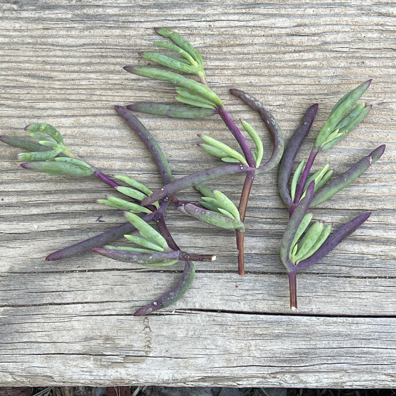Cuttings - Purple Ice Plant - Lampranthus Productus Succulents - Zensability