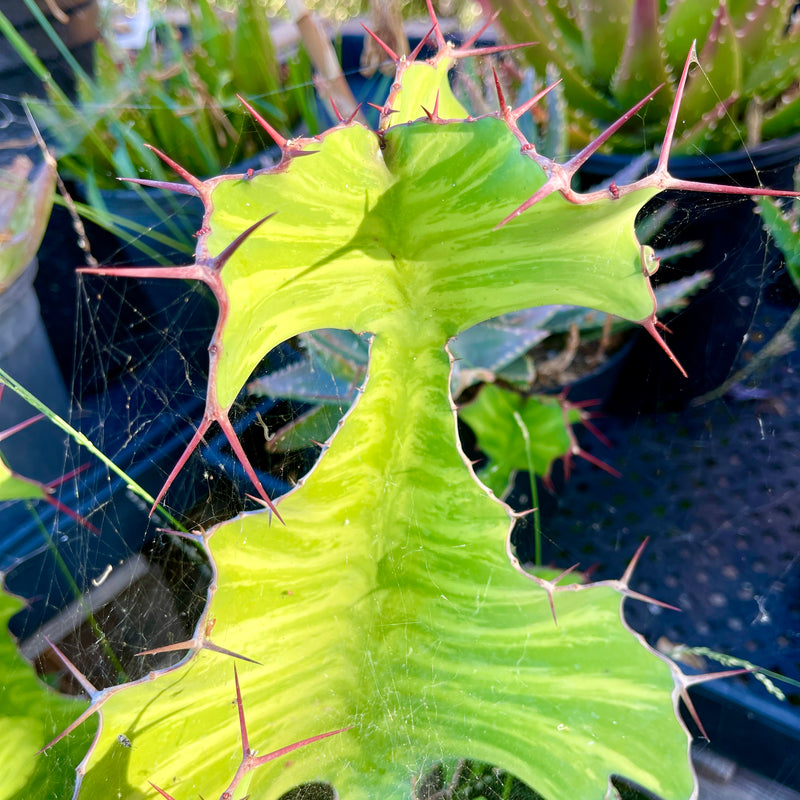 Cutting - Euphorbia grandialata ‘Dragon Fishbone Cactus’ (1)