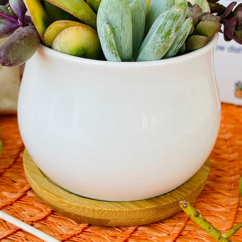 Succulent DIY Kit - 2.5” White Pot & Tray - Zensability
