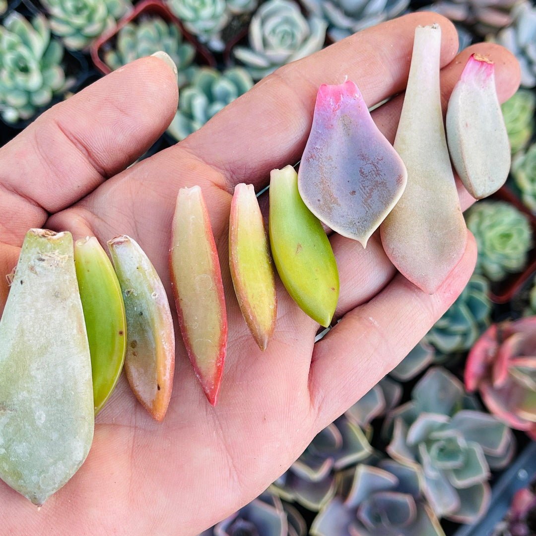 succulent leaves folding down Succulent Leaves for Propogating - Easy-Care Succulents