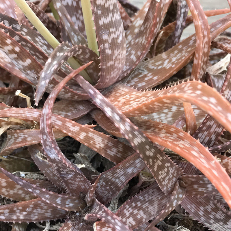 Aloe striata hybrid - cluster - 6 INCH - Zensability