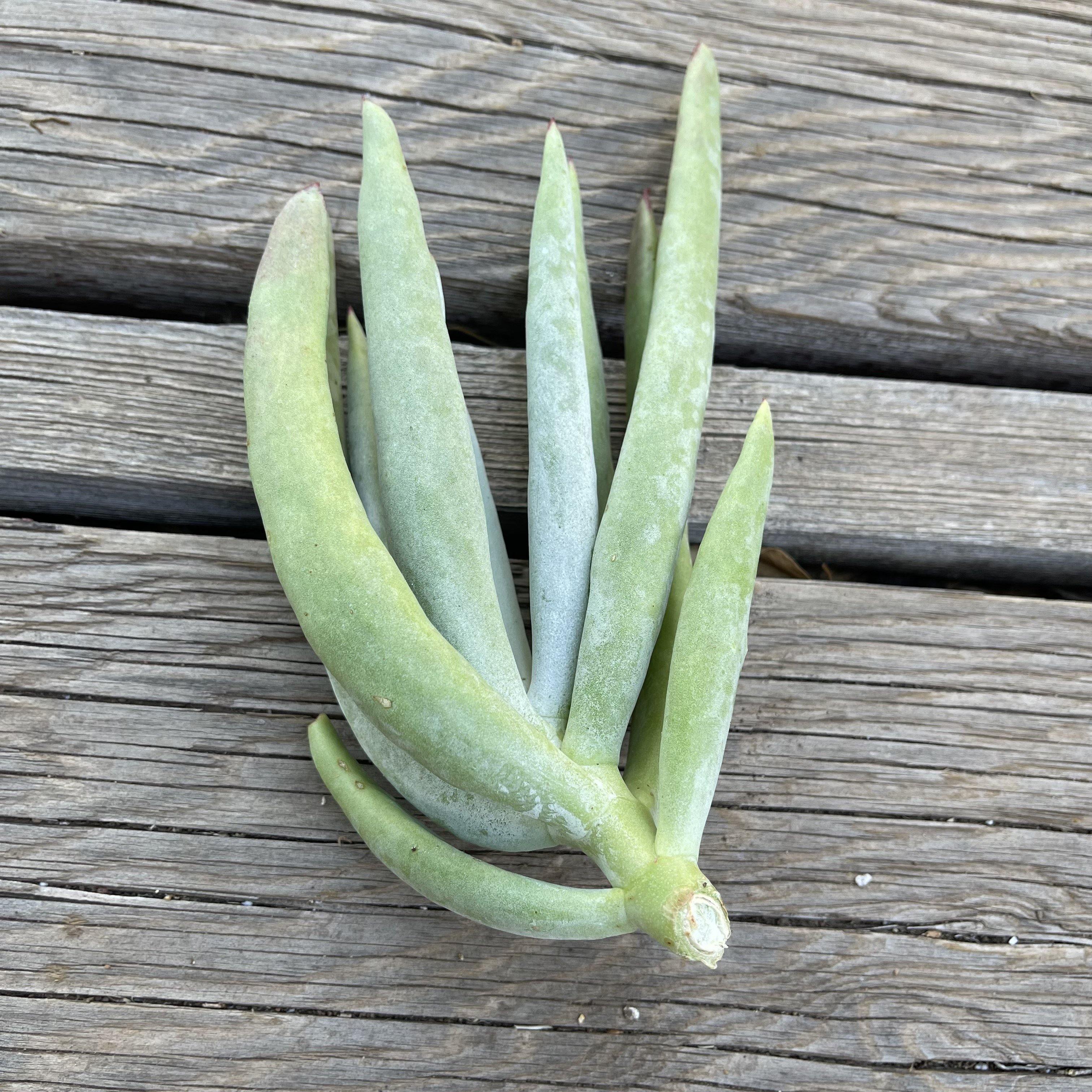 long fingers succulent Succulent Cuttings - Unrooted Cotyledon 'Long Fingers'