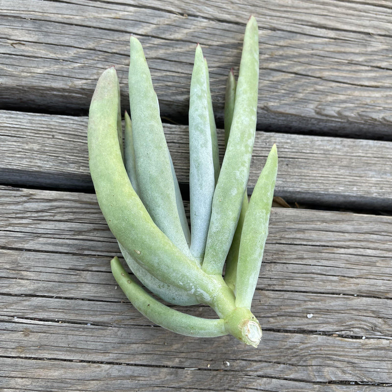 Cutting - Cotyledon ‘Long Fingers -  Succulent Plant Clippings - Zensability