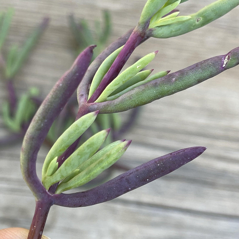 succulent with long stem purple flowers Succulent Cuttings - Unrooted PIckle Plant Succulents
