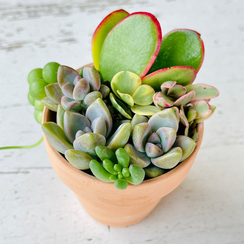 tiny succulent arrangements Potted Plant Gift - Pastel Succulent Arrangement
