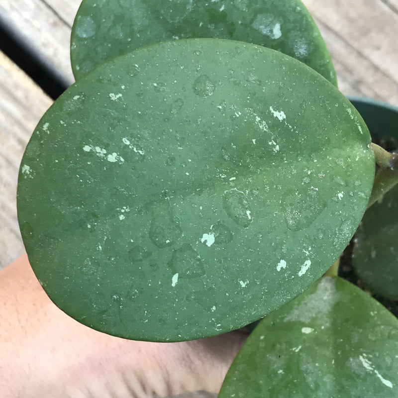 close up of the leaf, mainly green with some white spots. 