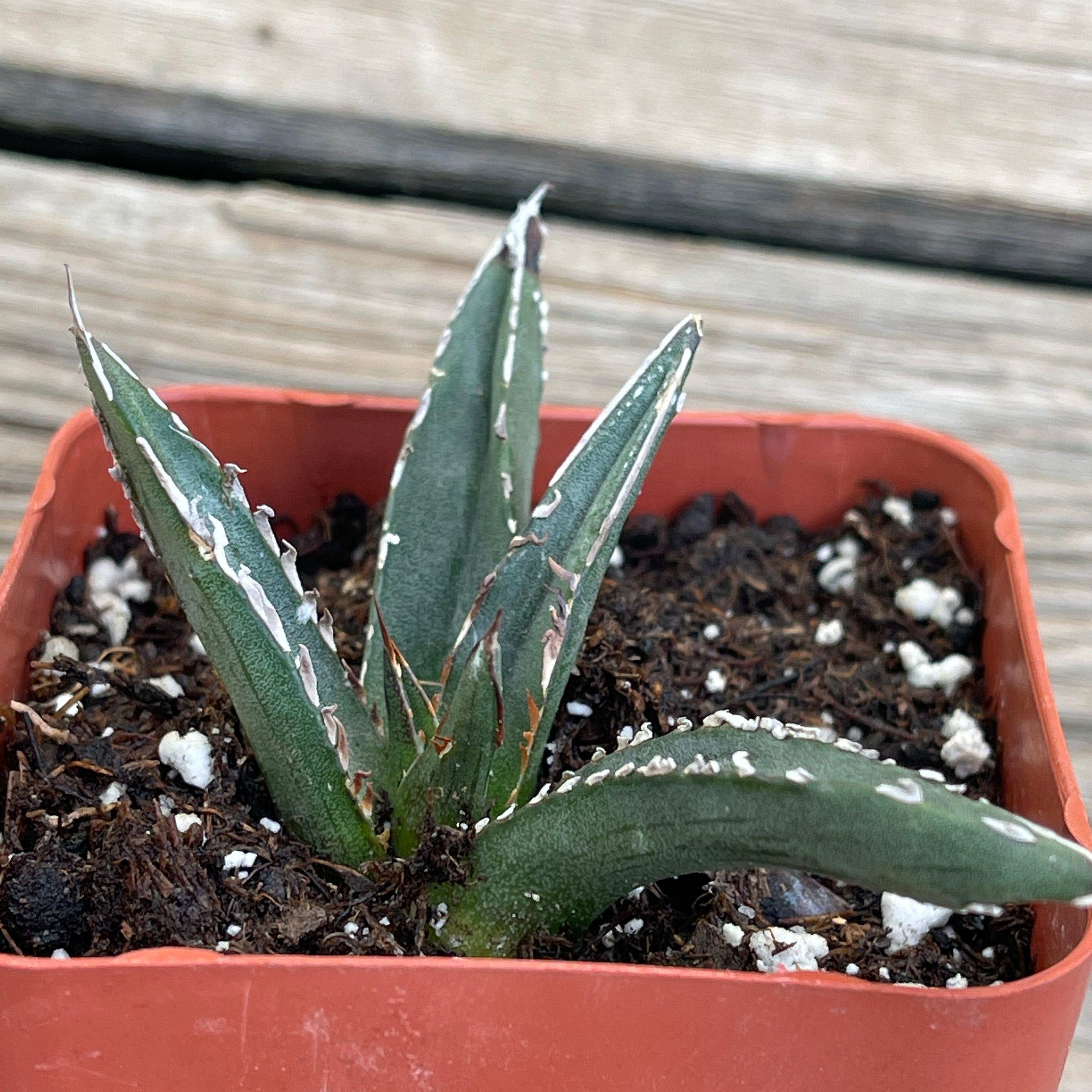 Agave victoriae-reginae compact form - 2.5” – Zensability