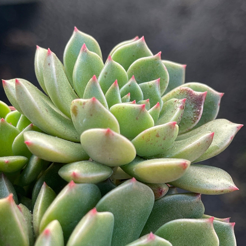 Echeveria &