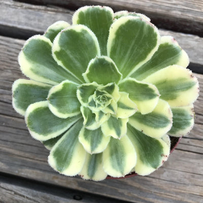 Aeonium arboreum 'Luteovariegatum' live succulent garden plant, 4 INCH - Zensability
