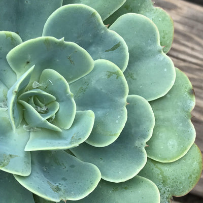 Echeveria 'Love’s Light' - rare - 4 INCH - Zensability