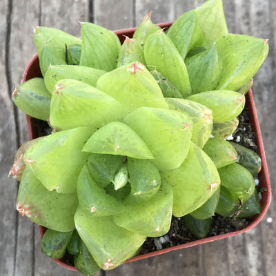 Haworthia cuspidata hybrid succulent plant, 2 INCH, triangular shaped, light green leaves in a tight rosette, prolific pupper, Zensability Plants and Succulents