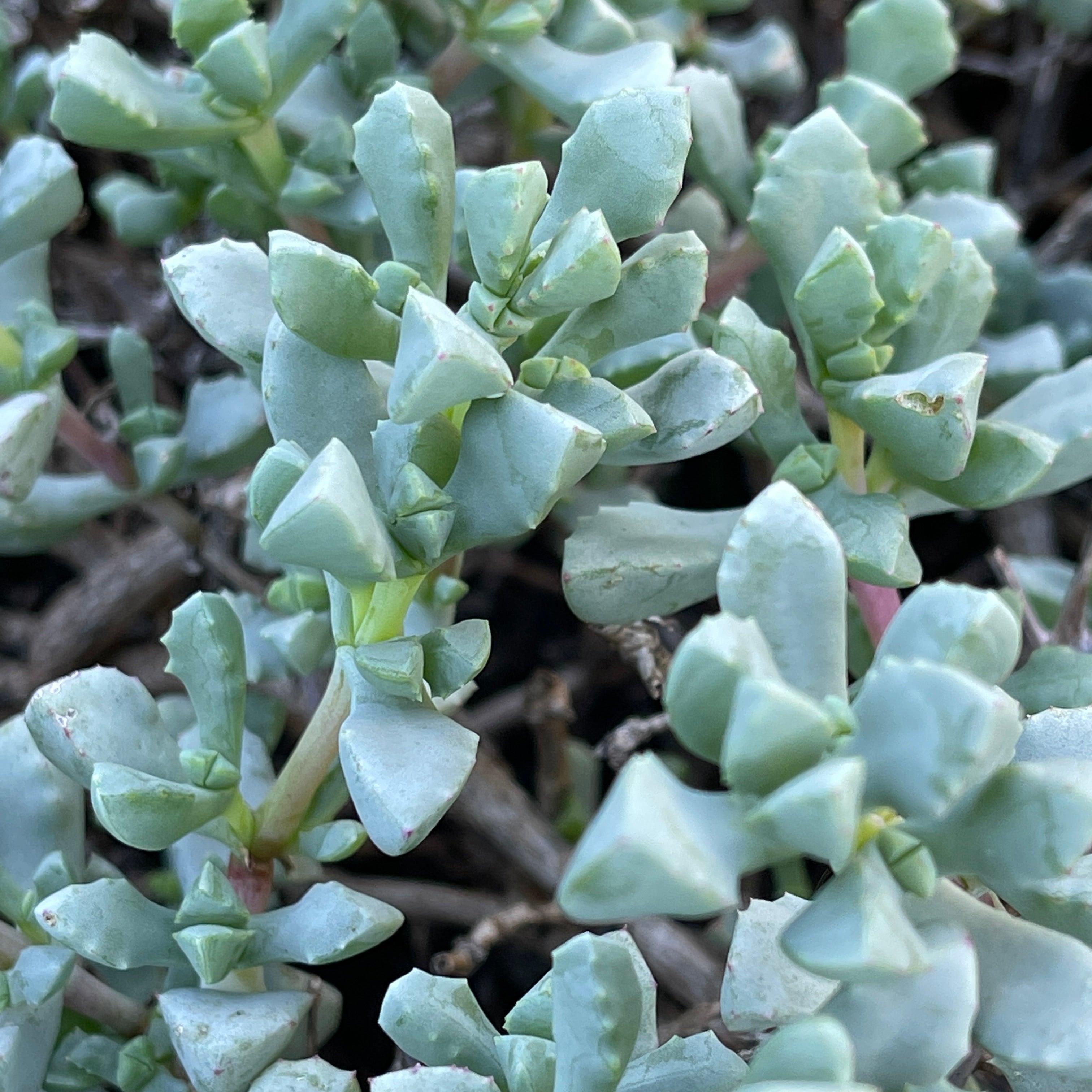deltoides succulent Cuttings