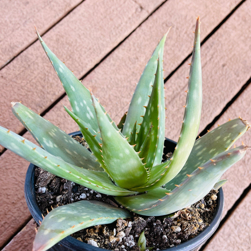 Aloe maculata ‘Soap Aloe’ - 1 gal - Zensability