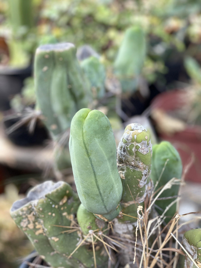 Cutting - Trichocereus bridgesii monstrose ‘Penis Cactus’ - Zensability