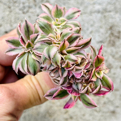 Cuttings - Crested Aeonium 'Sunburst' Hybrid (2) - Zensability