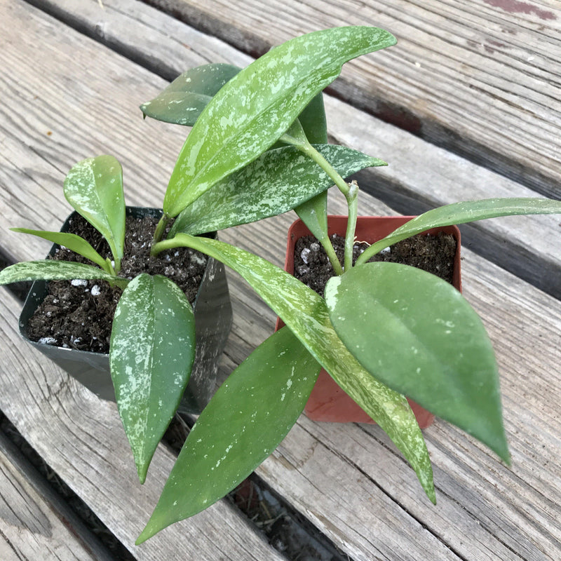 Hoya pubicalyx plant set (two types) - 2.5 INCH - Zensability