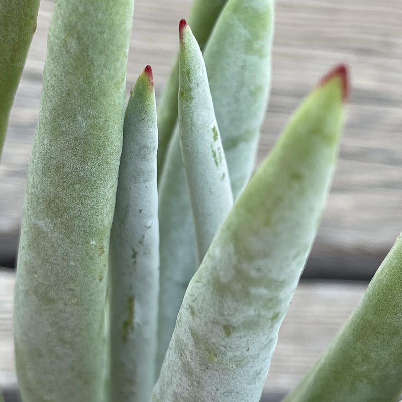 Cutting - Cotyledon ‘Long Fingers -  Succulent Plant Clippings - Zensability