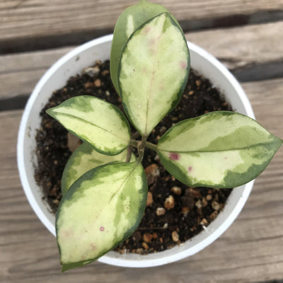 Hoya australis ‘Lisa’ - variegated , two leaf nodes - rare - 4” - Zensability